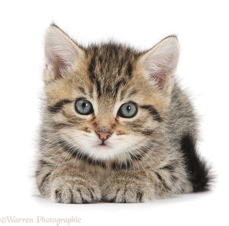 Cute Tabby Kitten 6 Weeks Old Photo Wp36894