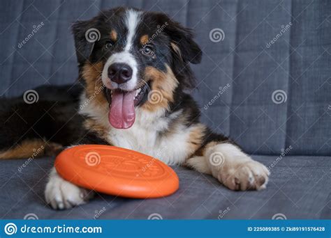 Australian Shepherd Three Colours Puppy Do Lie With Flying Saucer On