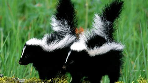 Skunks have poor eyesight and . Skunk Wallpaper (53+ pictures)