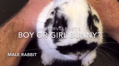how to tell male and female rabbits apart youtube