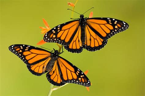 Gardeners can lend a hand to monarch butterflies | Home & Garden 