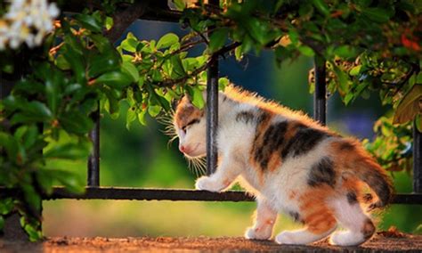 Top 100 đáng Yêu Hình Nền Mèo Cute Mới Nhất Tin Học Đông Hòa