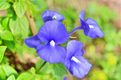 Blue Hawaiian Flowers Stock Images Image 35981824