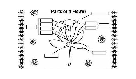 free printable flower parts worksheets