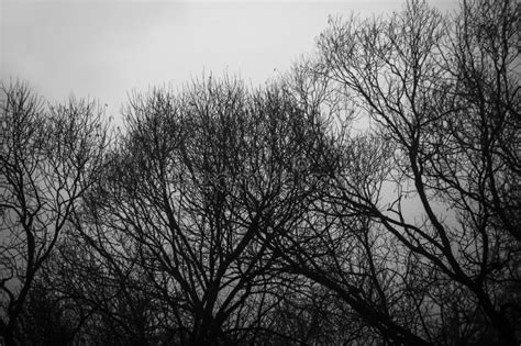 Trees Without Leaves In Fog By A Gloomy Day Stock Photo Image Of