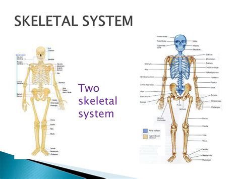 Ppt Muscular And Skeletal System Powerpoint Presentation Free