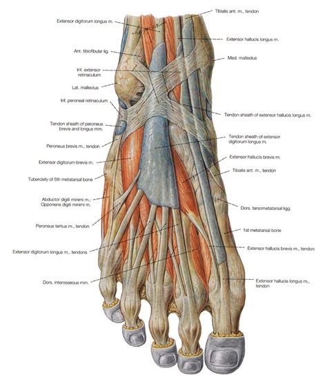 Several Things About Anatomy Of The Hip Muscles Foot Anatomy Muscle