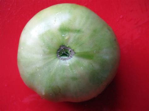 Tomato Green Giant Seeds Certified Organic Garden Hoard