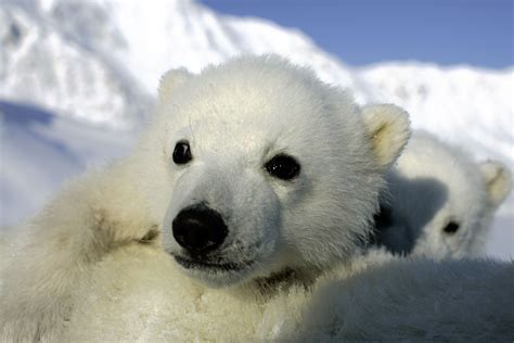 New Polar Bear Cubs And Research