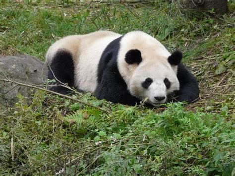 Wolong Giant Panda Nature Reserve Wenchuan County 2020 Alles Wat U