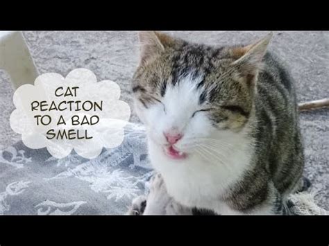 It has quickly become a favorite among cat owners. Funny cats videos || Cat's hilarious reaction to a bad ...