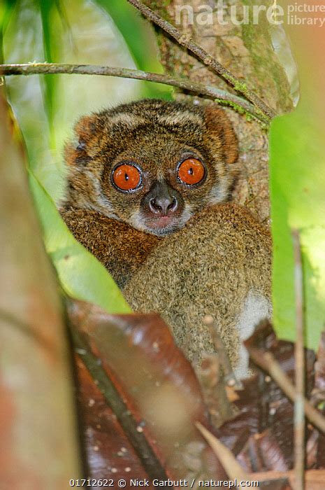 Stock Photo Of Eastern Woolly Lemur Avahi Laniger Sitting In Tree