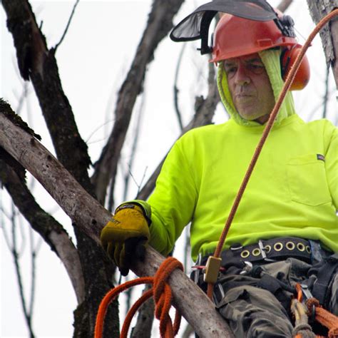 Pittsburgh Tree Removal Thiry Tree Service