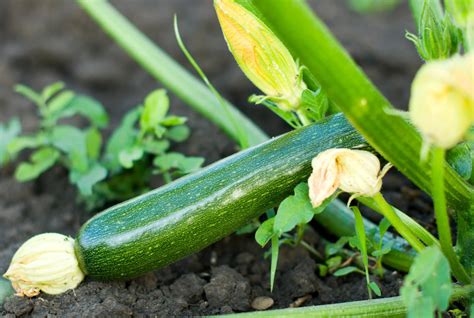 30 Second Guide To Growing Squash Hillsborough Homesteading