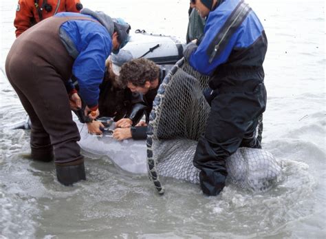 Researchers Puzzle Over Why Beluga Whales In Alaska Havent Recovered