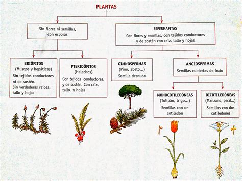 mapa conceptual de la clasificacion de las plantas educacion porn sex picture
