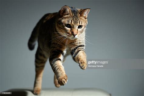 Jumping Tabby Cat Stock Foto Getty Images
