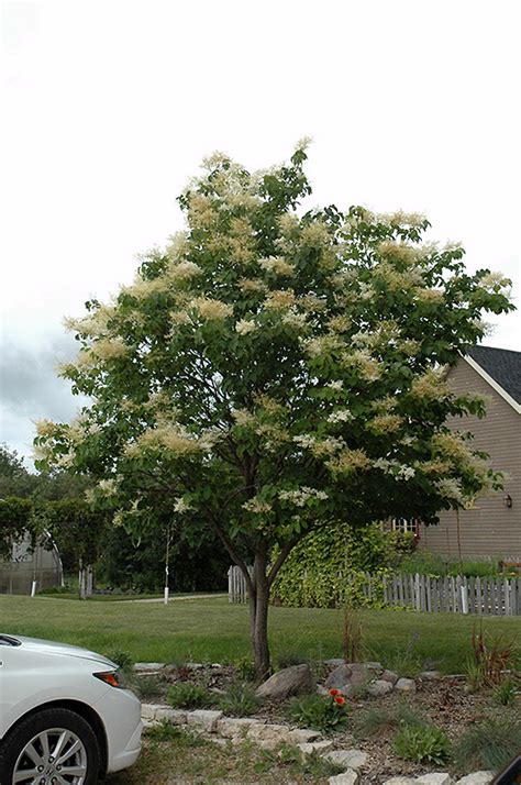 Japanese Tree Lilac Syringa Reticulata In Naperville Aurora Batavia Oswego Chicago Wheaton