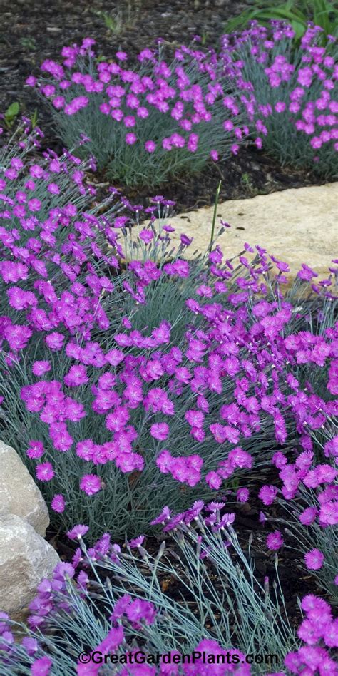 Read on to find out more about my top four flowering ground covers for florida and the southeast us. Garden Fragrance Galore! - Dianthus Firewitch - easy to ...