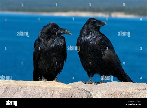 Two Ravens Hi Res Stock Photography And Images Alamy
