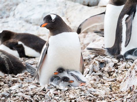 Animais Que Cuidam Dos Filhotes