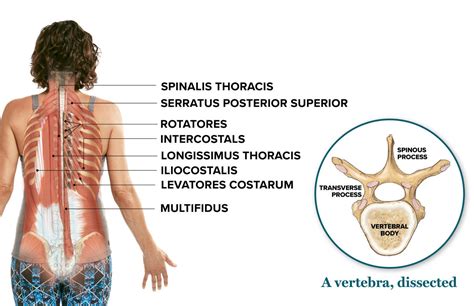 The muscles of respiration are also called the 'breathing pump muscles', they form a complex arrangement in the form of semirigid bellows around the lungs. What You Need to Know About Your Thoracic Spine - Yoga Journal
