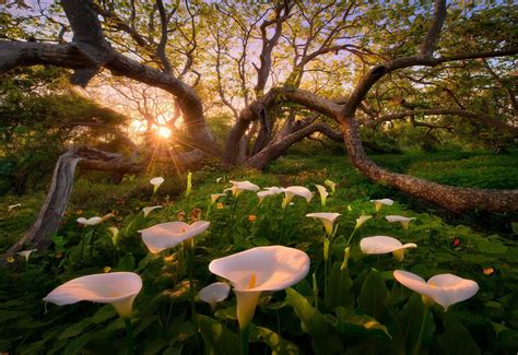 Nature Landscape Trees California Usa Flowers Sunlight Sun