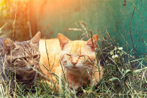 Two Cats Sleeping On The Grass Stock Photo Image Of Mammal Outdoor