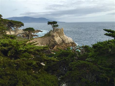 The Lone Cypress On 17 Mile Drive In Pebble Beach California Monterey