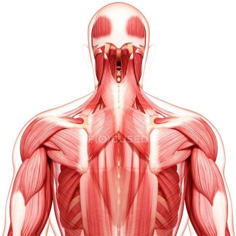 Musculatura Dorsal Humana — Fondo Blanco Músculos Stock Photo