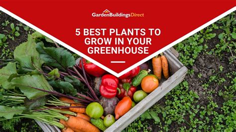 Best Plants To Grow In Your Greenhouse Blog Garden Buildings Direct