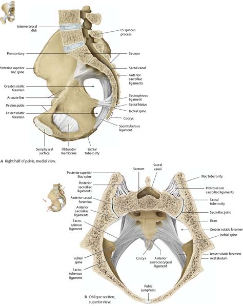 Pelvic Anatomy Female Ligaments Female Pelvis Model With Ligaments