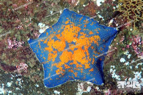 Blue Bat Star Patiria Pectinifera Sea Of Japan Primorsky Krai