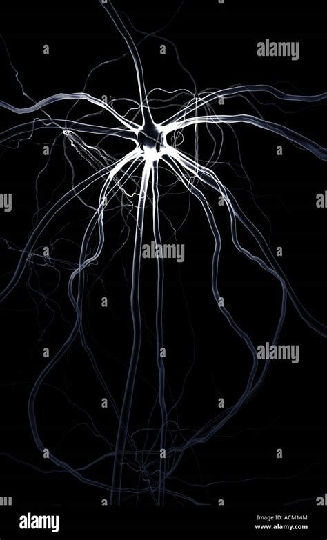 Neurona Motora Humana Fotografías E Imágenes De Alta Resolución