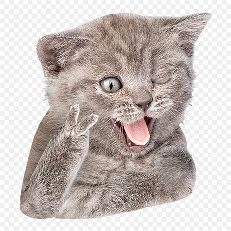 Free Transparent Cat Png Download Funny Cat Face Transparent Background Cat Meme Icon Free