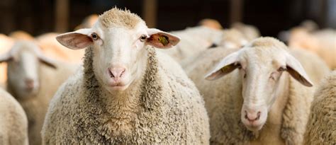 Sheep Genetic Evaluations Agsights