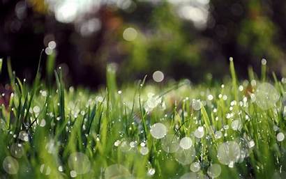 Nature Water Wallpapers Drops Rain Grass Drop