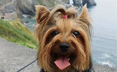 14 Things You Need To Know About Yorkshire Terriers Page 3 Of 3