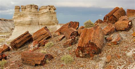 Petrified Forest National Park Arizona Fossils Petroglyphs Britannica