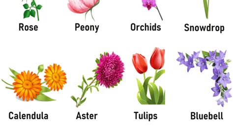Flowers Names And Images In English Best Flower Site
