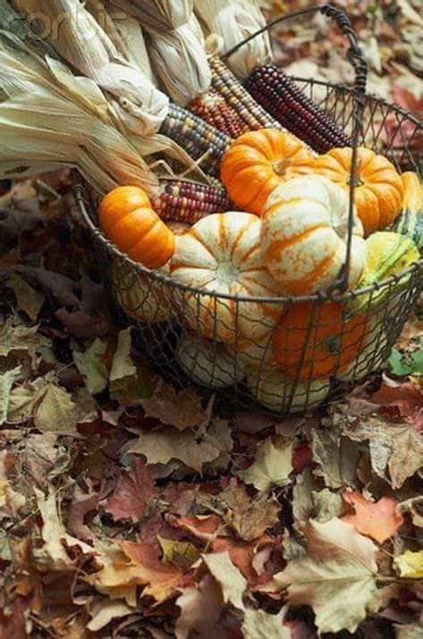Photo Fruit Fruits Decoration Basket Decoration Autumn Decorating
