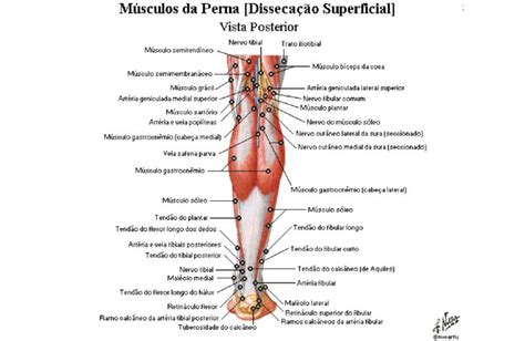 Músculos da perna Anatomia papel e caneta