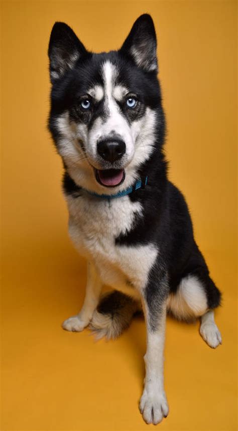 Cuyahoga County reduces adoption fees to $20 over Fourth of July