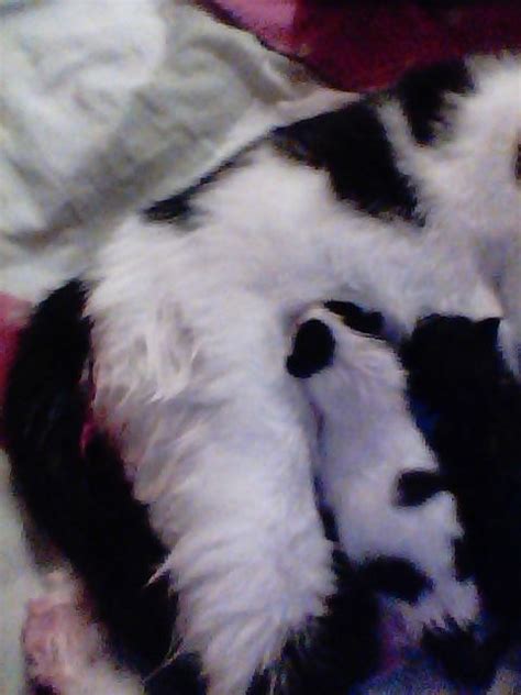 How to Care for Newborn Kittens: 13 Steps (with Pictures)