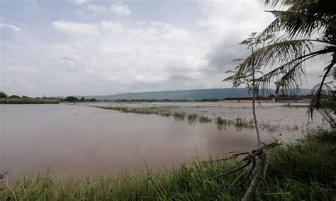 Ratusan Hektar Sawah Terendam Banjir Petani Kendit Di Situbondo