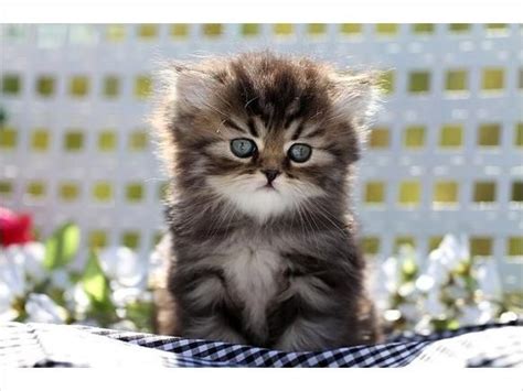It doesn't cost much you can practically do it for free by grooming you cat your self. Image detail for -Shaded Golden Teacup Persian Kitten ...