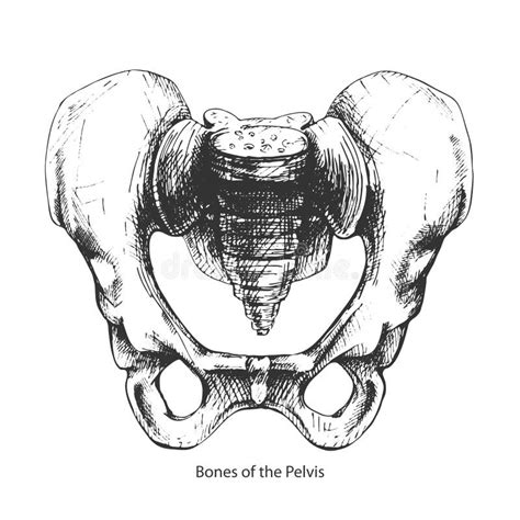 483bones Of The Pelvis Stock Vector Illustration Of Human 243069335