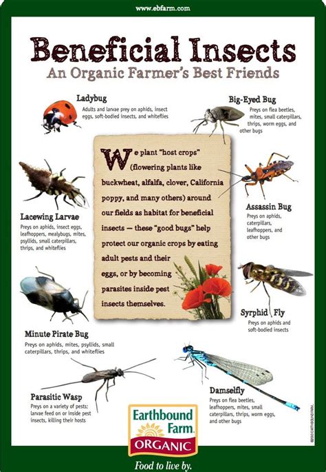 Beneficial Insect Id Chart Earthbound Farm Beneficial Insects