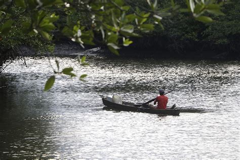 Nasib Mangrove Wonorejo Terancam Sampah Plastik Dan Penebangan