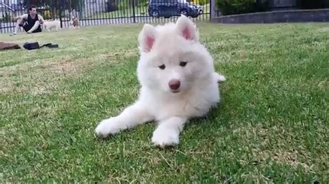 White Husky Puppy So Fluffy So Cute Youtube